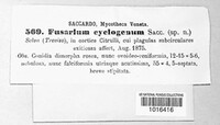 Image of Fusarium cyclogenum